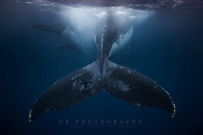 Graceful Passage  - Louvre Exhibited version -