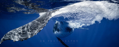 I AM HERE - LOUVRE EXHIBITED Version -