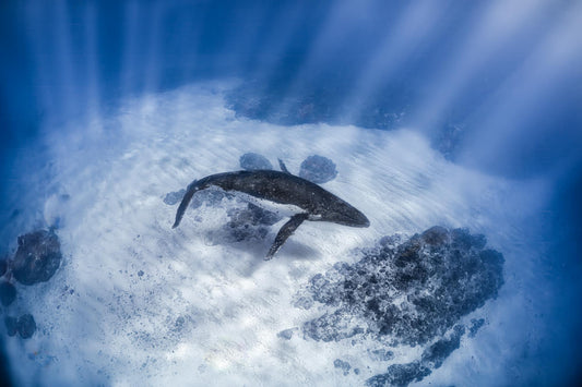 DANCING WITH THE LIGHT