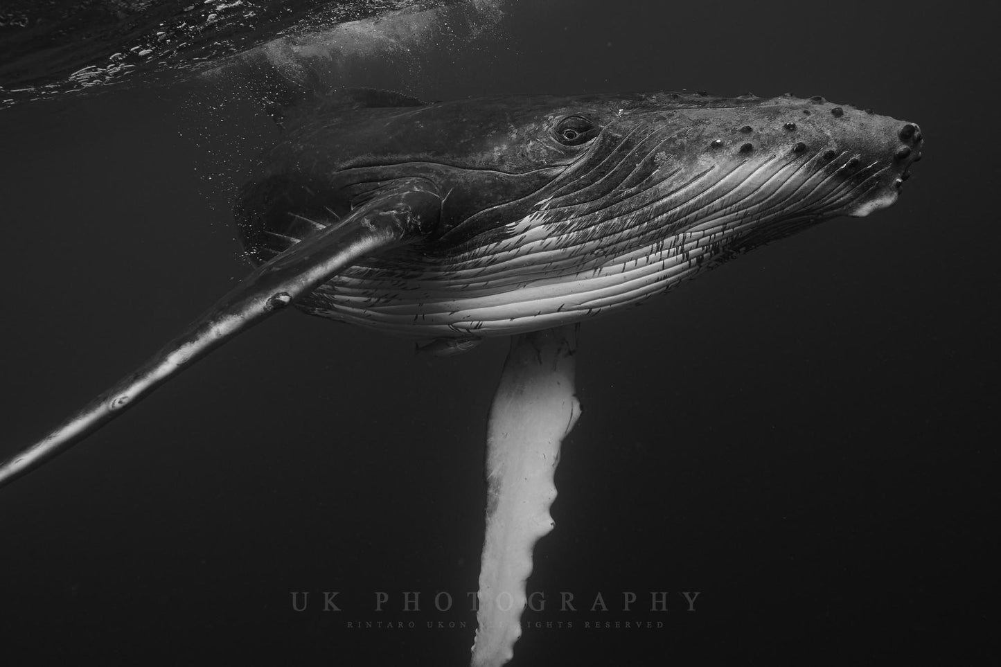 The Majesty of Whales_3_bk