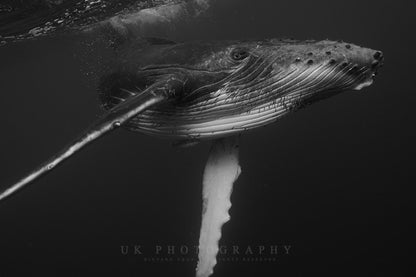 The Majesty of Whales_3_bk
